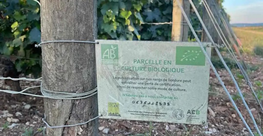 Lo sviluppo sostenibile nello Champagne